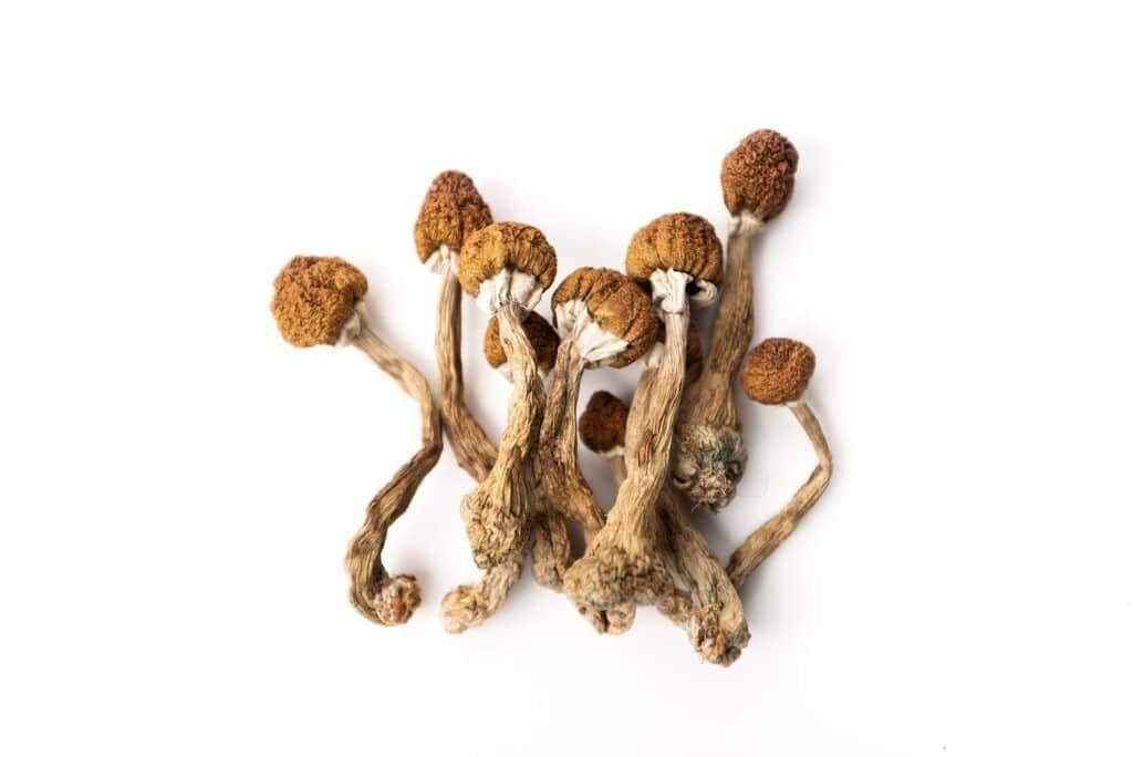 Golden Teacher Mushrooms