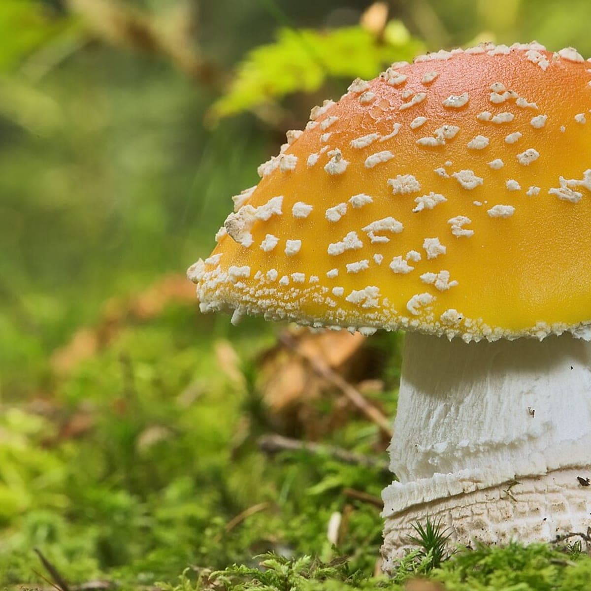 Sample image: an Amanita muscaria mushroom, its orange-red cap flecked with white, growing in moss.